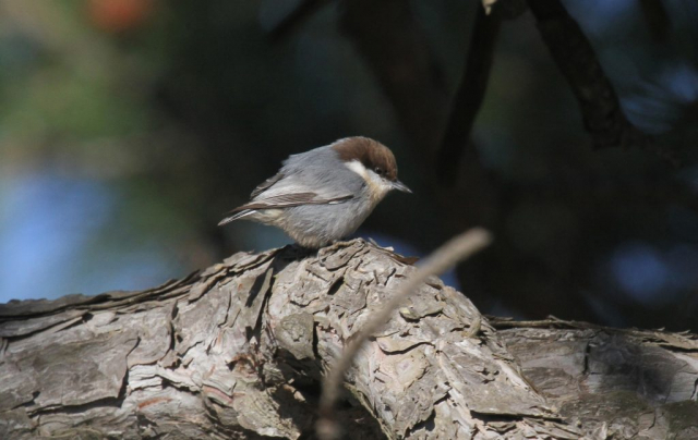 Brown-headed Nuthatch at Holmes Lake, Lancaster Co 13 Nov 2010 by Phil Swanson