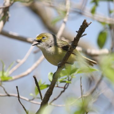 White-eyed Vireo at Fontenelle Forest, Sarpy Co 2 May 2009 by Phil Swanson