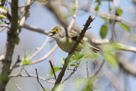 White-eyed Vireo at Fontenelle Forest, Sarpy Co 2 May 2009 by Phil Swanson