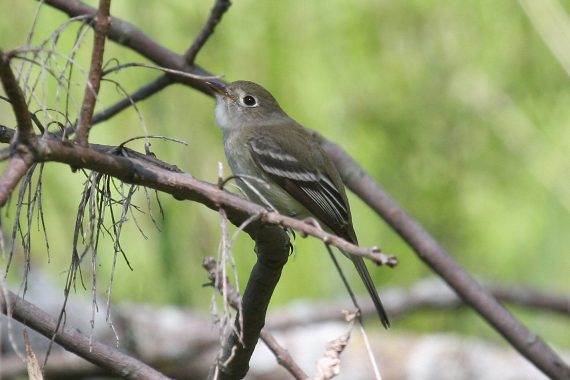 Least Flycatcher at Fontenelle Forest, Sarpy Co 9 May 2009 by Phil Swanson