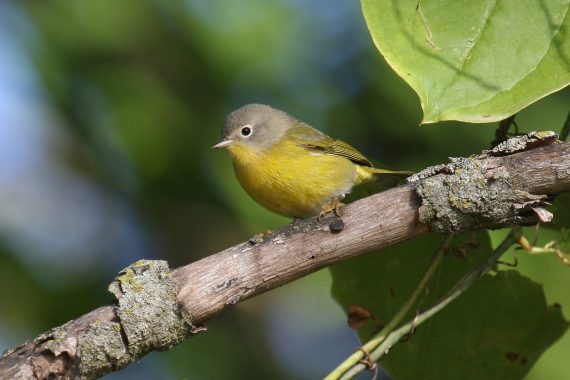 Nashville Warbler at Fontenelle Forest, Sarpy Co 2 Oct 2008 by Phil Swanson