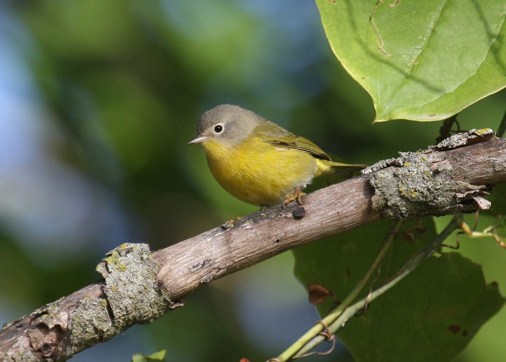 Nashville Warbler at Fontenelle Forest, Sarpy Co 2 Oct 2008 by Phil Swanson
