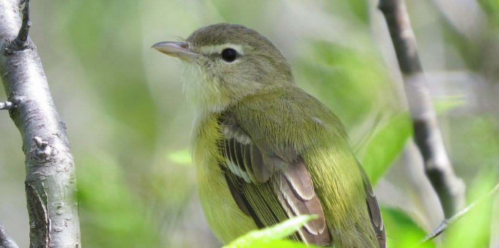 Bell's Vireo at Medicine Creek WMA, Frontier Co May 2011 by Joel G. Jorgensen