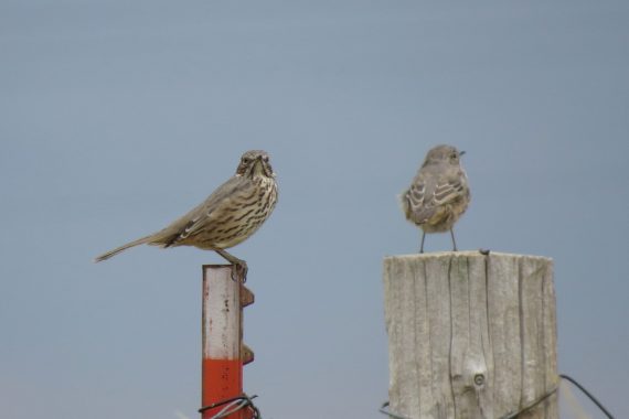 Sage Thrashers in Kimball Co Aug 2012 by Joel G. Jorgensen