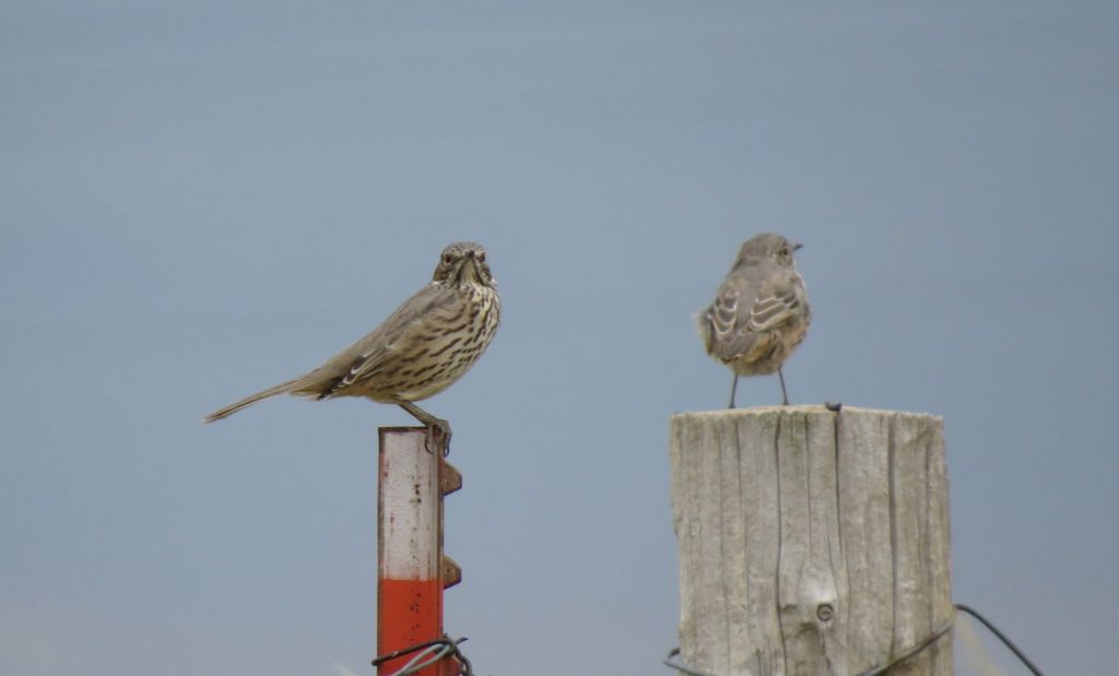 Sage Thrashers in Kimball Co Aug 2012 by Joel G. Jorgensen