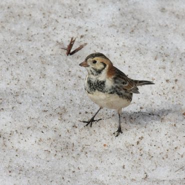 Lapland Longspur at east of Wahoo, Saunders Co 28 Feb 2008 by Phil Swanson