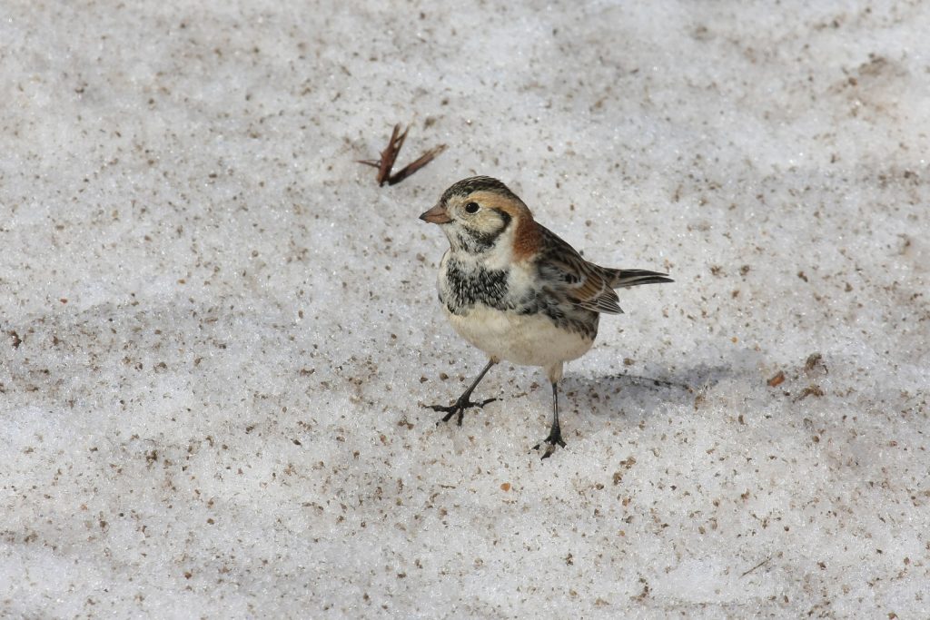 Lapland Longspur at east of Wahoo, Saunders Co 28 Feb 2008 by Phil Swanson