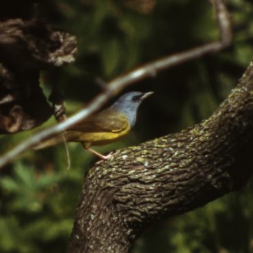 Mourning Warbler at Fontenelle Forest, Sarpy Co 16 May 1983 by Phil Swanson