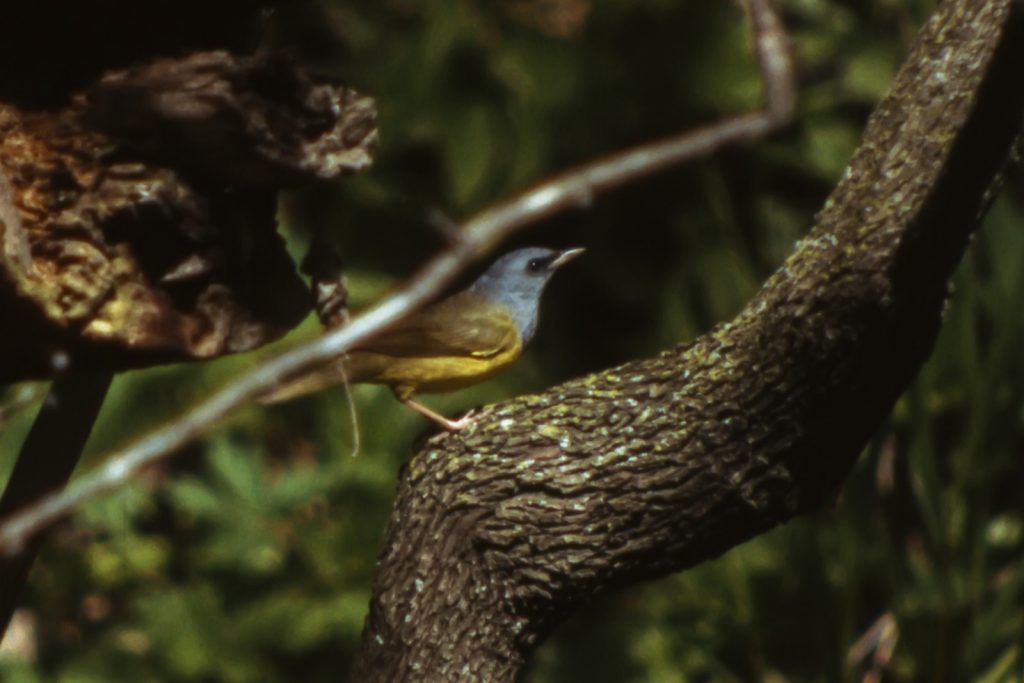 Mourning Warbler at Fontenelle Forest, Sarpy Co 16 May 1983 by Phil Swanson
