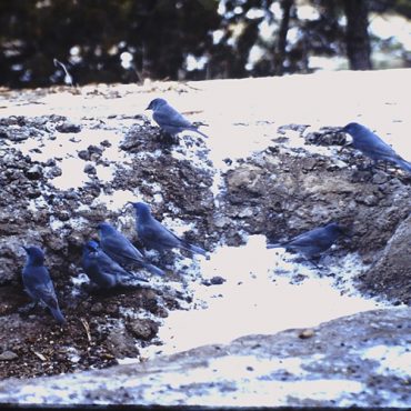 Pinyon Jay at the Wildcat Hills Nature Center, Scotts Bluff Co 11 Jan 1997 by John Sullivan