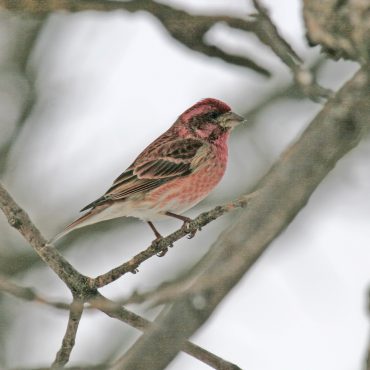 Purple Finch at Camp Maha, Sarpy Co 19 Dec 2007 by Phil Swanson