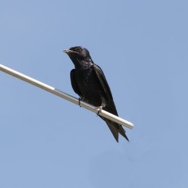 Purple Martin at Walnut Creek Lake and Recreation Area, Sarpy Co 8 Jul 2007 by Phil Swanson