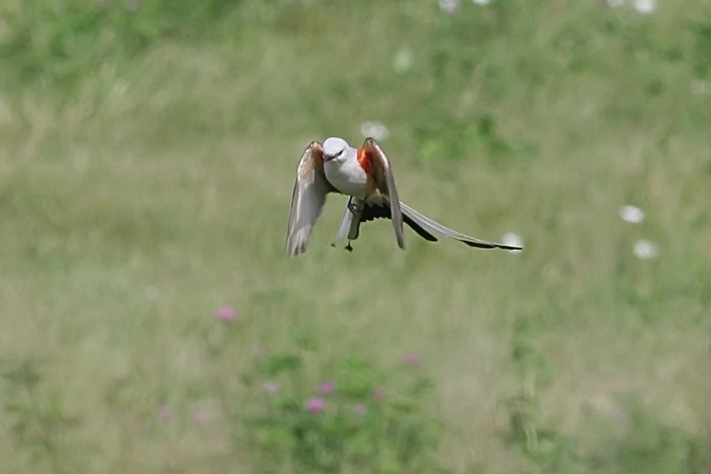 Scissor-tailed Flycatcher at Offutt Air Force Base, Sarpy Co 19 Jun 2005 by Phil Swanson