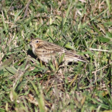 Smith’s Longspur at Spring Creek Prairie, Lancaster Co 11 Oct 2014 by Sam Manning