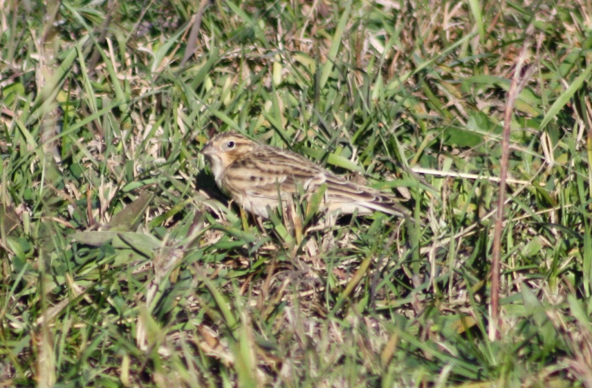 Smith’s Longspur at Spring Creek Prairie, Lancaster Co 11 Oct 2014 by Sam Manning