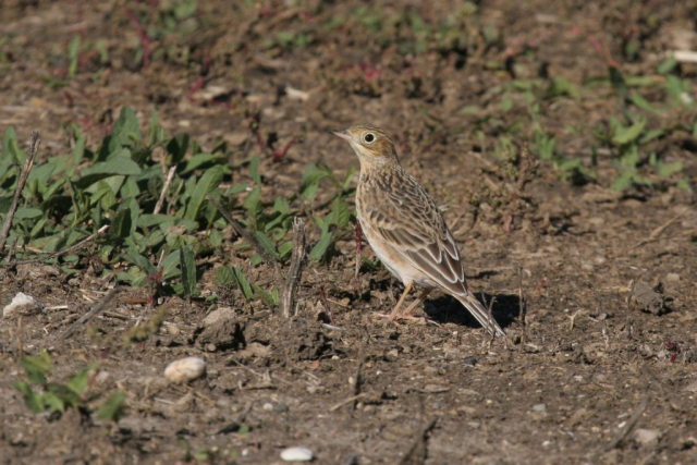 Sprague’s Pipit at Spring Creek Prairie, Lancaster Co 20 Oct 2007 by Phil Swanson