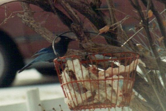 Steller’s Jay at Sowbelly Canyon, Sioux Co 9 Dec 1989 by Mark A. Brogie