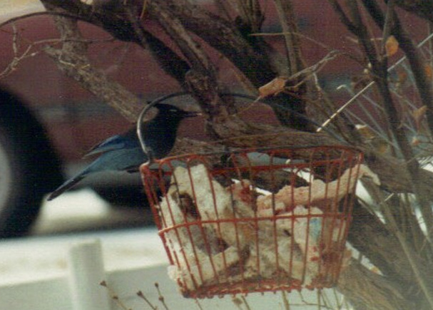Steller’s Jay at Sowbelly Canyon, Sioux Co 9 Dec 1989 by Mark A. Brogie
