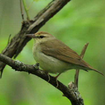 Swainson’s Warbler at Wilderness Park, Lincoln, Lancaster Co 15 May 2018 by John Carlini