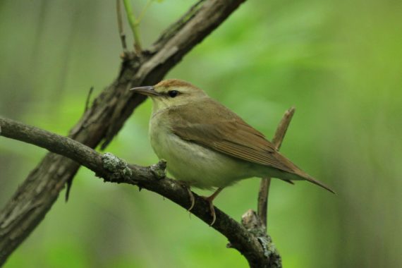 Swainson’s Warbler at Wilderness Park, Lincoln, Lancaster Co 15 May 2018 by John Carlini