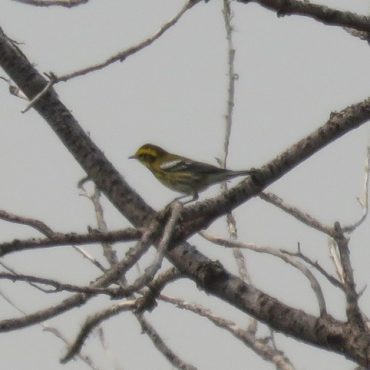 Townsend’s Warbler in Banner Co 4 Sep 2017 by Michael Willison