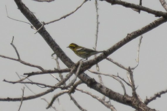 Townsend’s Warbler in Banner Co 4 Sep 2017 by Michael Willison