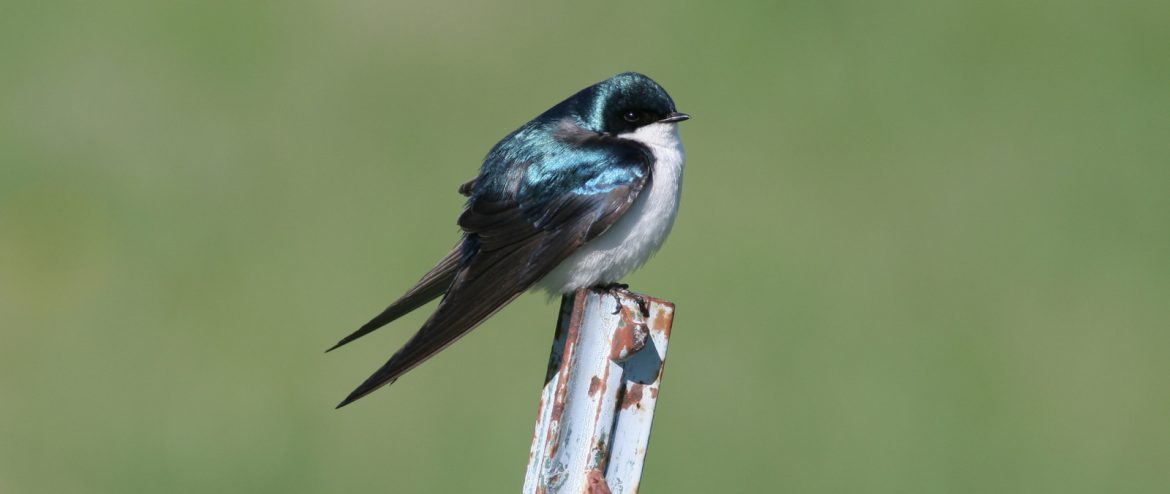 TREE SWALLOW - Birds of Nebraska - Online