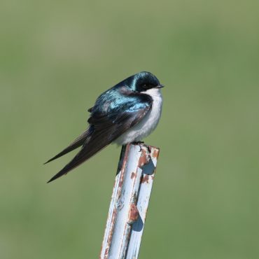 Tree Swallow at Fontenelle Forest, Sarpy Co 24 Apr 2005 by Phil Swanson