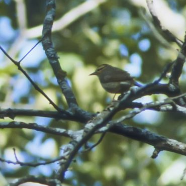 Worm-eating Warbler at Schramm State Park Sarpy Co 28 May 1994 by Phil Swanson