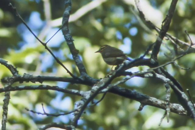 Worm-eating Warbler at Schramm State Park Sarpy Co 28 May 1994 by Phil Swanson