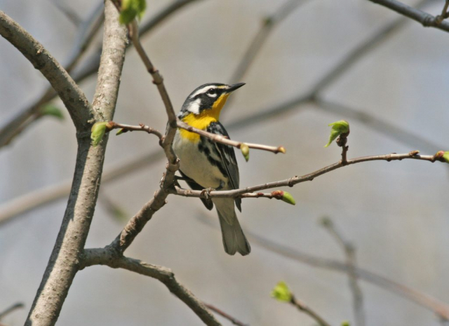 Yellow-throated Warbler at Papillion, Sarpy Co 17 Apr 2005 by Phil Swanson