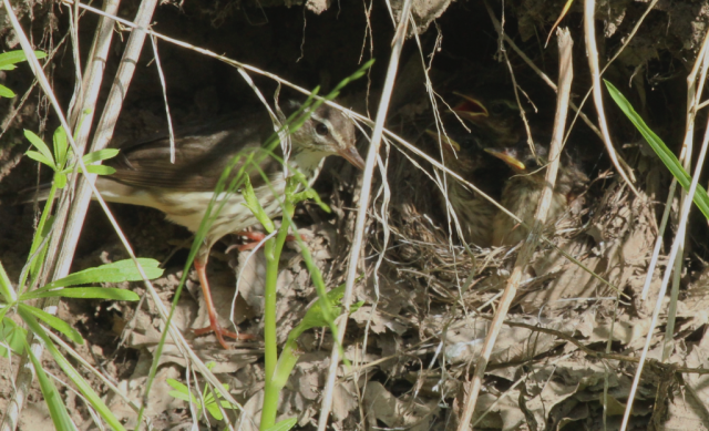 Louisiana Waterthrush at nest with nestlings in a vertical stream bank at Rock Creek Station SHP, Jefferson Co 18 May 2016 by John Carlini