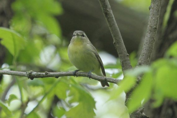 Philadelphia Vireo at Platte River State Park, Cass Co 12 May 2018 by John Carlini