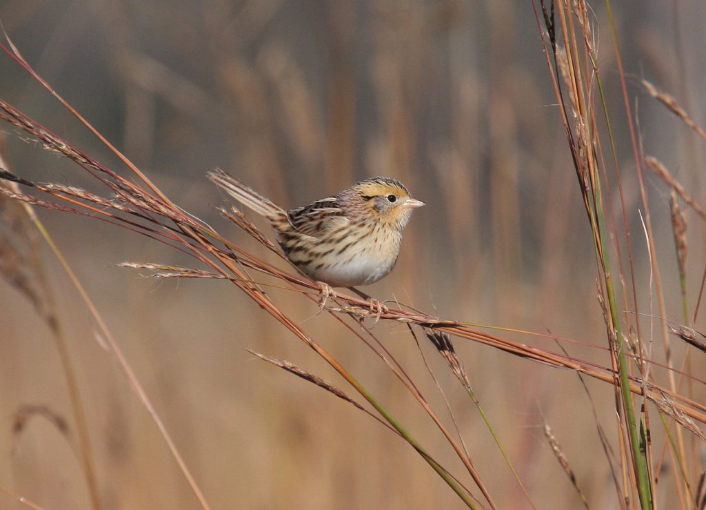 LeConte's Sparrow at Prairie Queen Recreation Area, Sarpy Co 20 Oct 2008.  Photo by Phil Swanson.