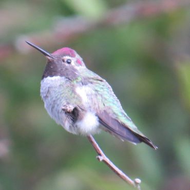 Anna’s Hummingbird south of Fremont, Saunders Co 6 Oct 2018 by Joel G. Jorgensen