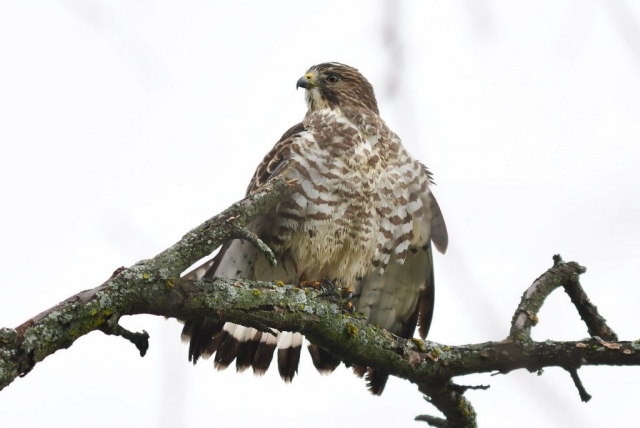 Adult Broad-winged Hawk at Holmes Lake, Lancaster Co 5 Oct 2018.  Photo by Steve Kruse.