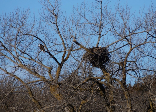 Adult Bald Eagle pair at nest in Antelope County 5 March 2016 by Joel G. Jorgensen