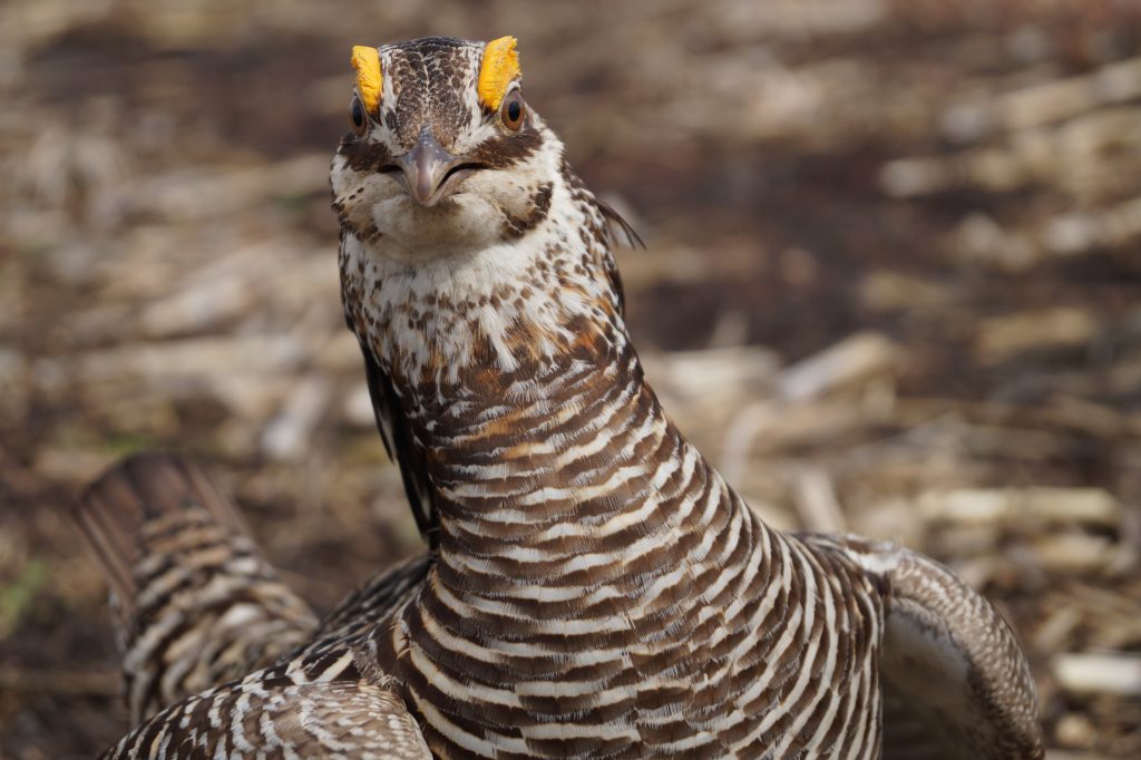 GREATER PRAIRIECHICKEN Birds of Nebraska Online