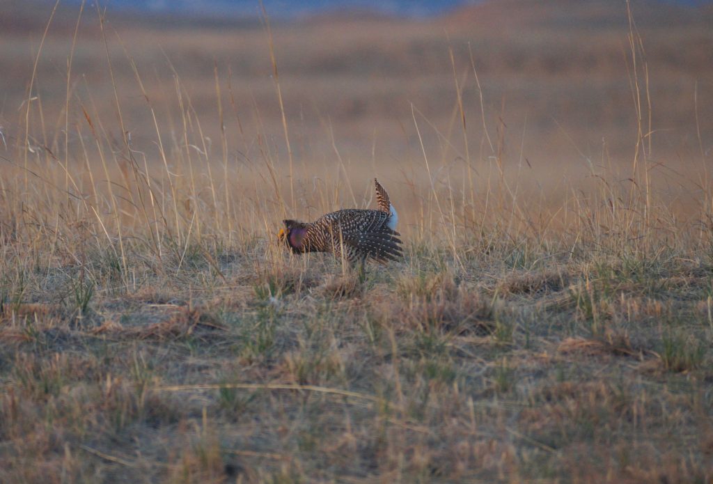 Greater Prairie-Chicken X Sharp-tailed Grouse hybrid in Loup Co 12 Apr 2015.  Photo by Joel G. Jorgensen.