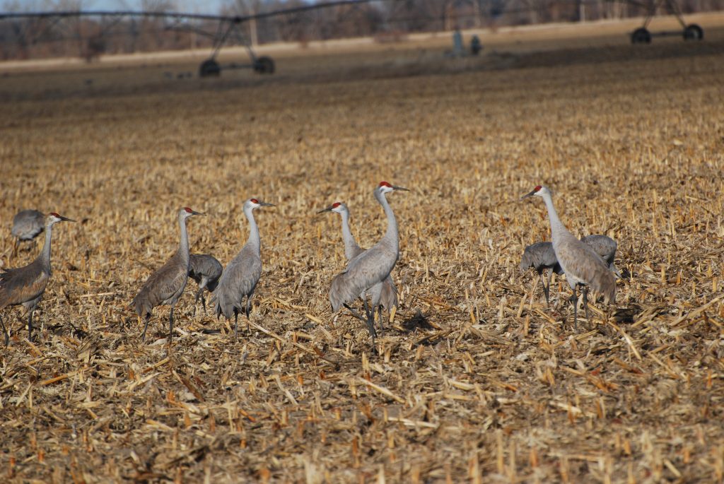 Sandhill Cranes in the Central Platte River Valley, 18 March 2008. Photo by Joel G. Jorgensen.