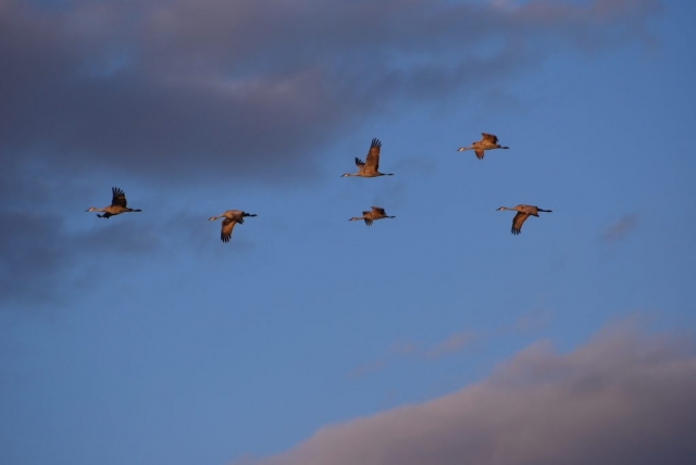 Sandhill Cranes in flight over the Central Platte River Valley 18 Mar 2008.  Photo by Joel G. Jorgensen.
