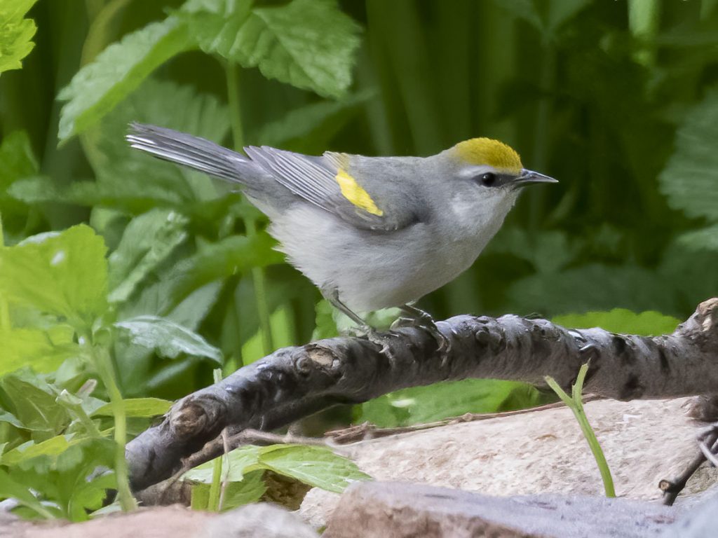 Golden-winged x Blue-winged Warbler hybrid, also known as "Brewster's Warbler, at Papillion, Sarpy Co  21 May 2020.  Photo by Phil Swanson.