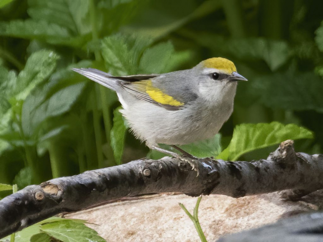 Golden-winged x Blue-winged Warbler hybrid, also known as "Brewster's Warbler, at Papillion, Sarpy Co  21 May 2020.  Photo by Phil Swanson.