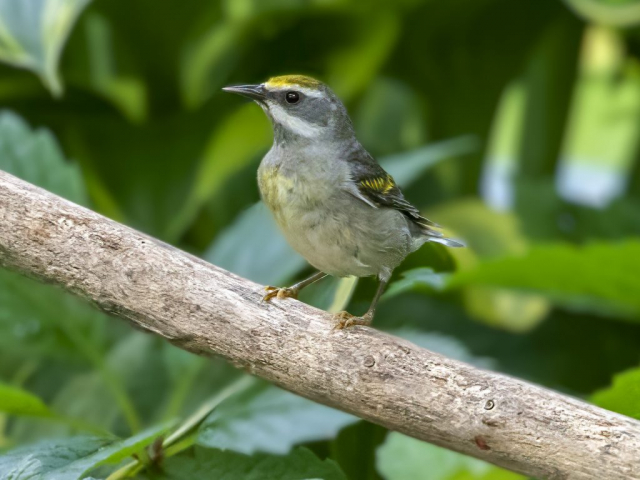 Lawrence's type warbler (See text) in Sarpy Co 25 May 2021 by Phil Swanson