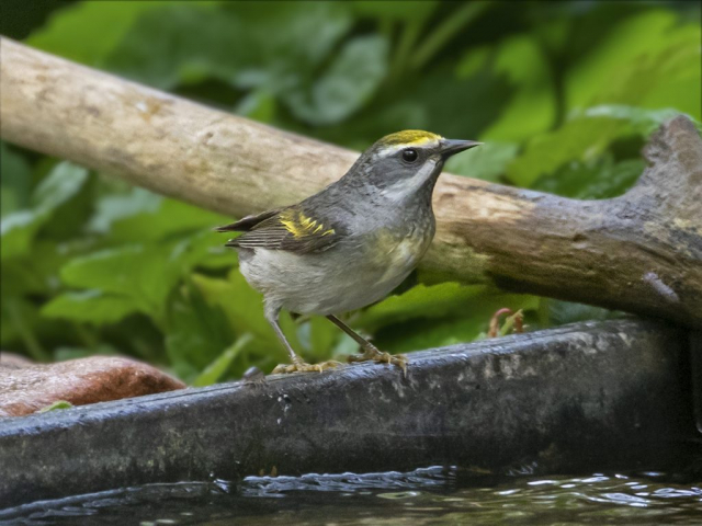 Lawrence's type warbler (See text) in Sarpy Co 25 May 2021 by Phil Swanson