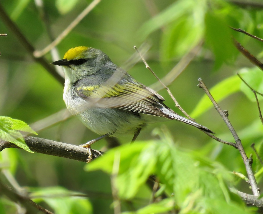 Golden-winged x Blue-winged Warbler hybrid, also known as "Brewster's Warbler, at Location Ta-ha-zouka Park, Madison Co 18 May 2020.  Photo by Mark A. Brogie.