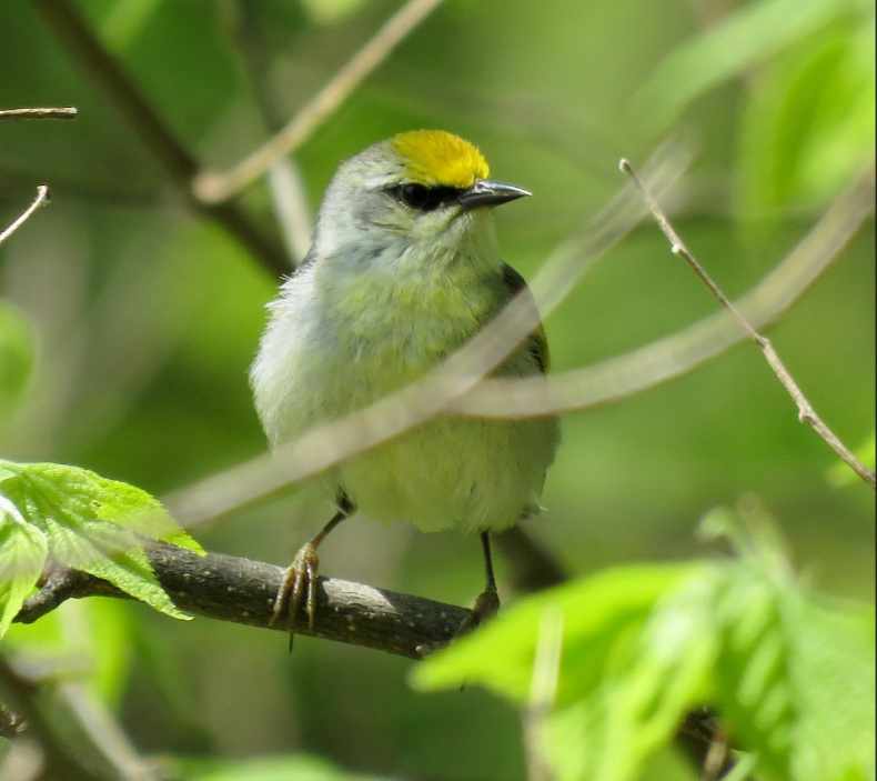 Golden-winged x Blue-winged Warbler hybrid, also known as "Brewster's Warbler, at Location Ta-ha-zouka Park, Madison Co 18 May 2020.  Photo by Mark A. Brogie.
