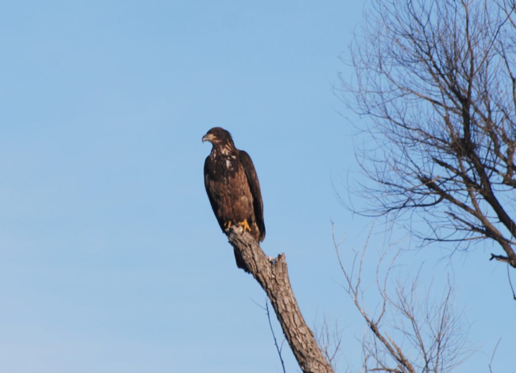 Immature Bald Eagle at Pawnee Lake, Lancaster Co 22 Nov 2012 by Joel Jorgensen