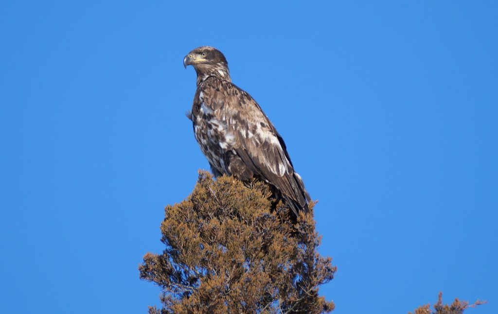 Immature Bald Eagle in Polk Co 7 Feb 2015 by Joel Jorgensen