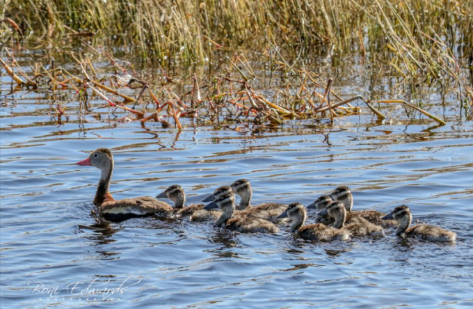 Black-bellied Whistling-Duck adult and brood at Funk WPA, Phelps Co 12 Oct 2019 by Boni Edwards